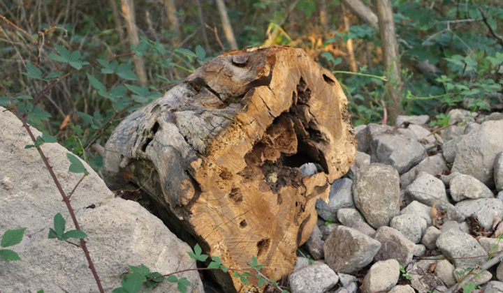 Projekty obce / Oddychová zóna ''Hôrka'' - foto
